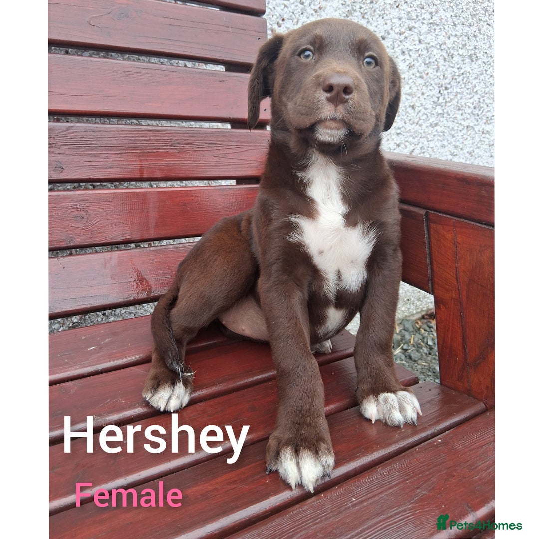Borador dogs for sale: Chunky Chocolate Puppies  - Image 8
