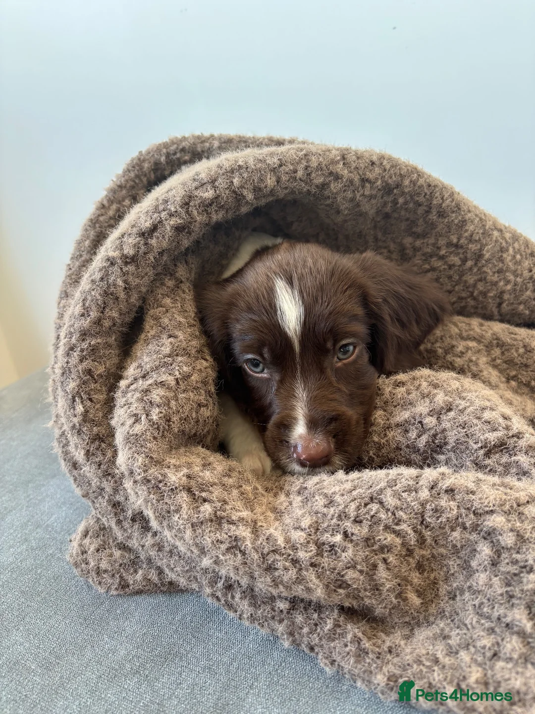 English Springer Spaniel dogs for sale: English springer spainel - Advert 5