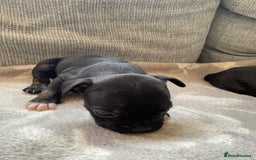 Mixed Breed dogs for sale: French bulldog x Staffordshire bull terrier - Image 14