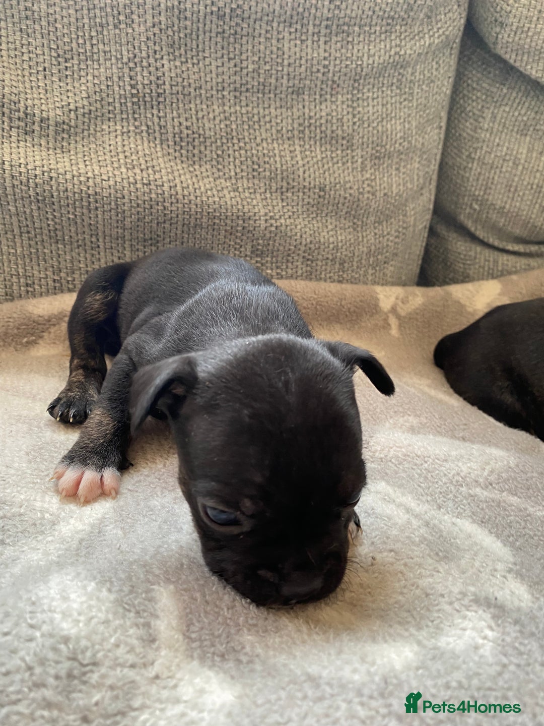 Mixed Breed dogs for sale: French bulldog x Staffordshire bull terrier - Image 14