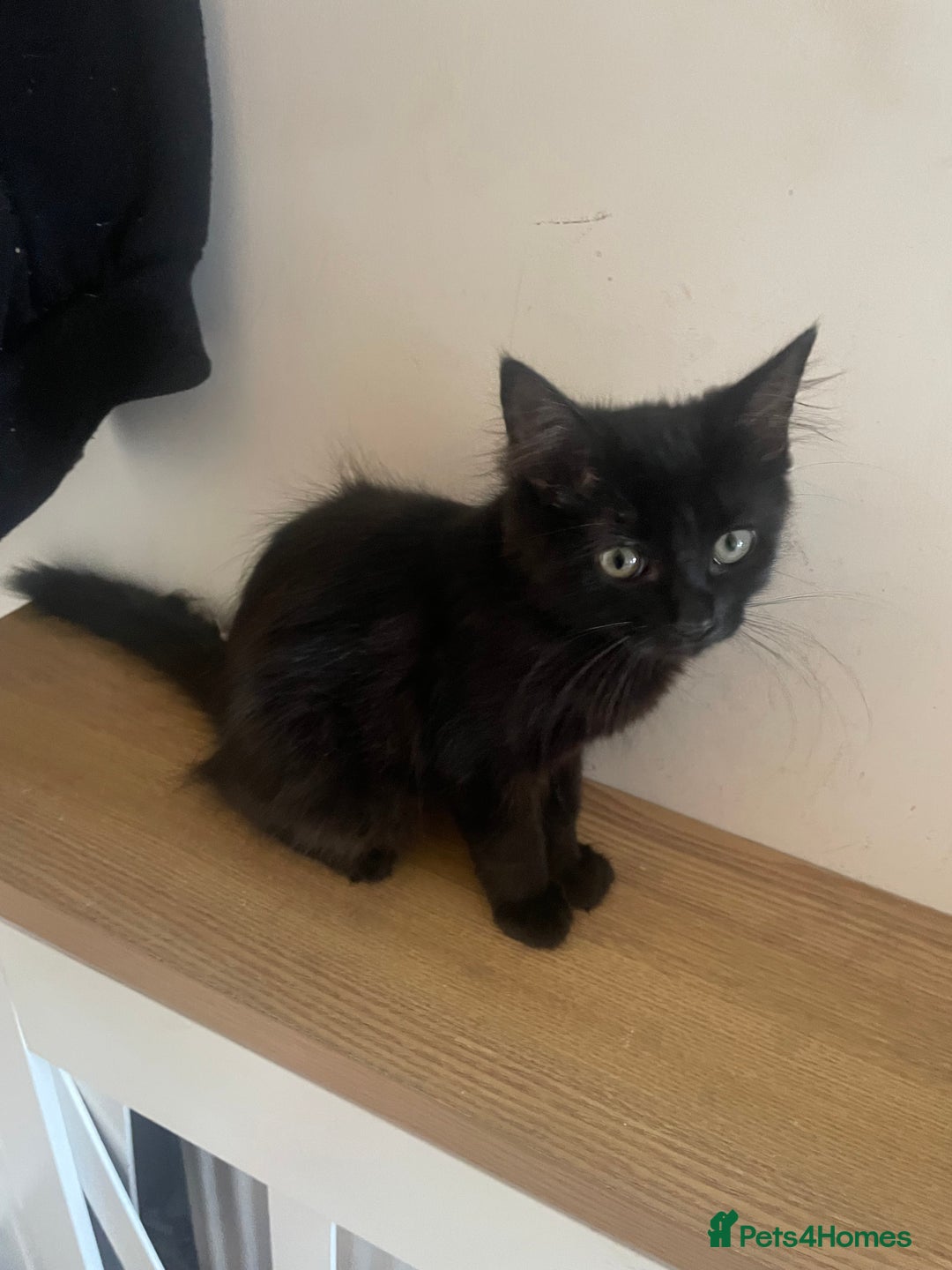 British Longhair cats for sale: Adorable British Longhair Kitten, 4 Months OId - Image 3