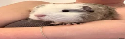 Guinea Pig rodents for sale: 2 male guinea pigs - Advert 2