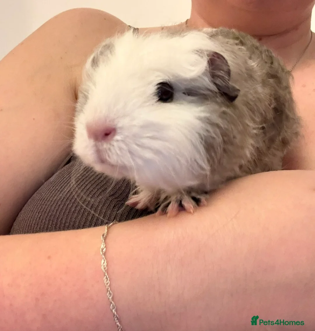 Guinea Pig rodents for sale: 2 male guinea pigs - Advert 2