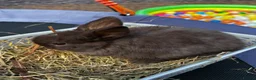Mini Lop rabbits for sale: Pure breed Mini Lop bunnies  - Advert 34