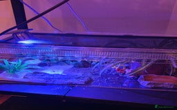 Leopard Gecko reptiles for sale: Female leopard gecko juvenile  - Advert 1