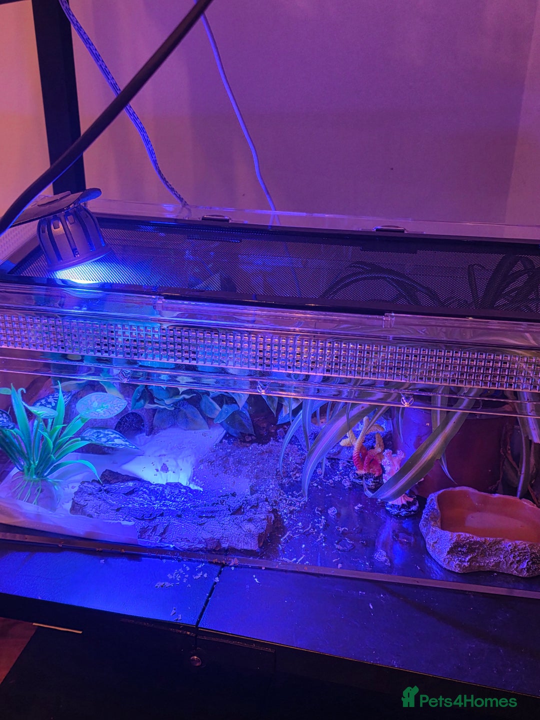 Leopard Gecko reptiles for sale: Female leopard gecko juvenile  - Advert 1