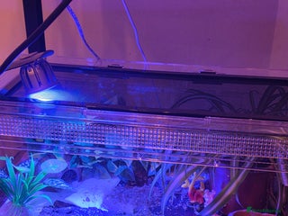 Leopard Gecko reptiles Female leopard gecko juvenile - Advert 15