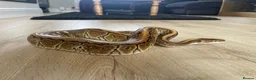 Python Snake reptiles for sale: Royal Python & SetUp in Gloucester - Advert 3