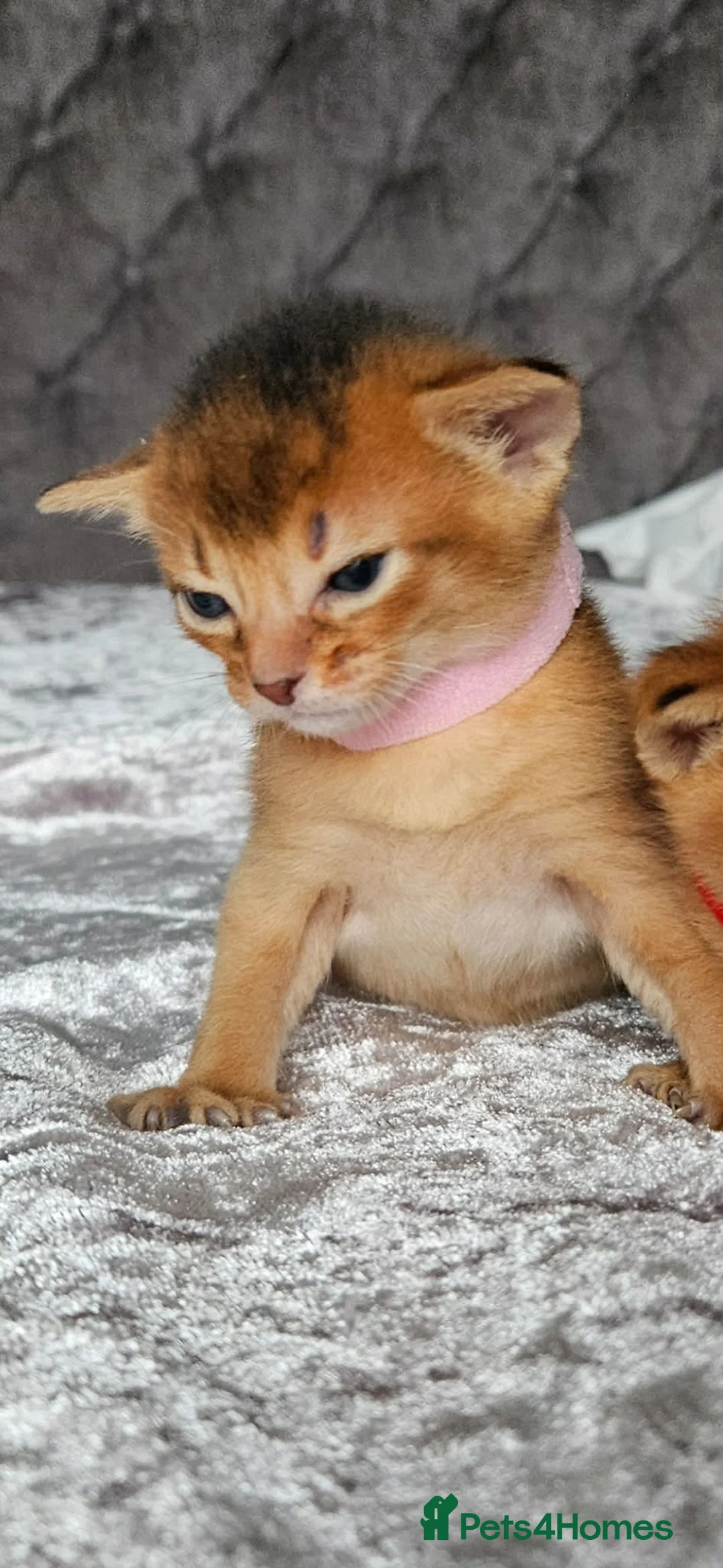 Abyssinian cats for sale: Abyssinian Kittens - Advert 19