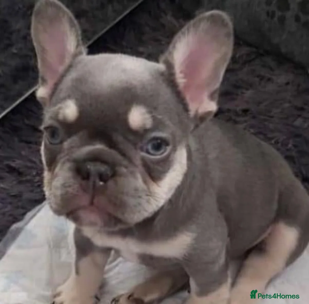French Bulldog dogs for stud: BEAUTIFUL LILAC AND TAN FRENCH BULLDOG in Sunderland - Advert 27