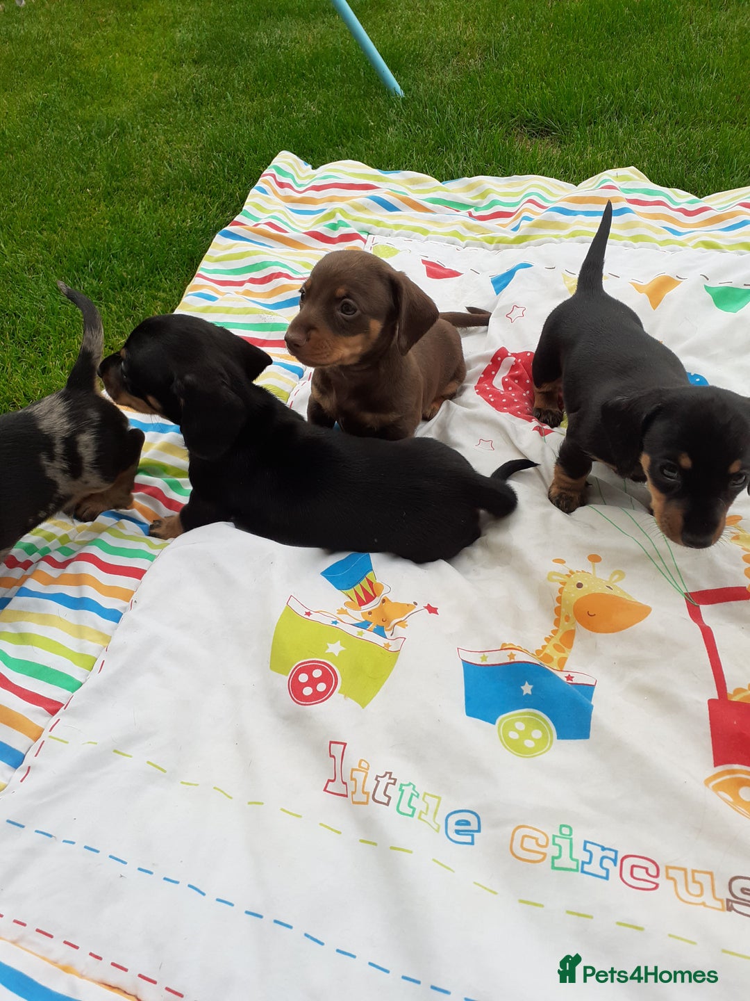 Miniature Dachshund dogs for sale: Miniature dachshounds  - Image 9
