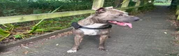Staffordshire Bull Terrier dogs for stud: Vinny in Wrexham - Advert 4