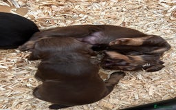 Cocker Spaniel dogs for sale: KC Reg Docked Working Cocker Spaniel puppies - Image 7