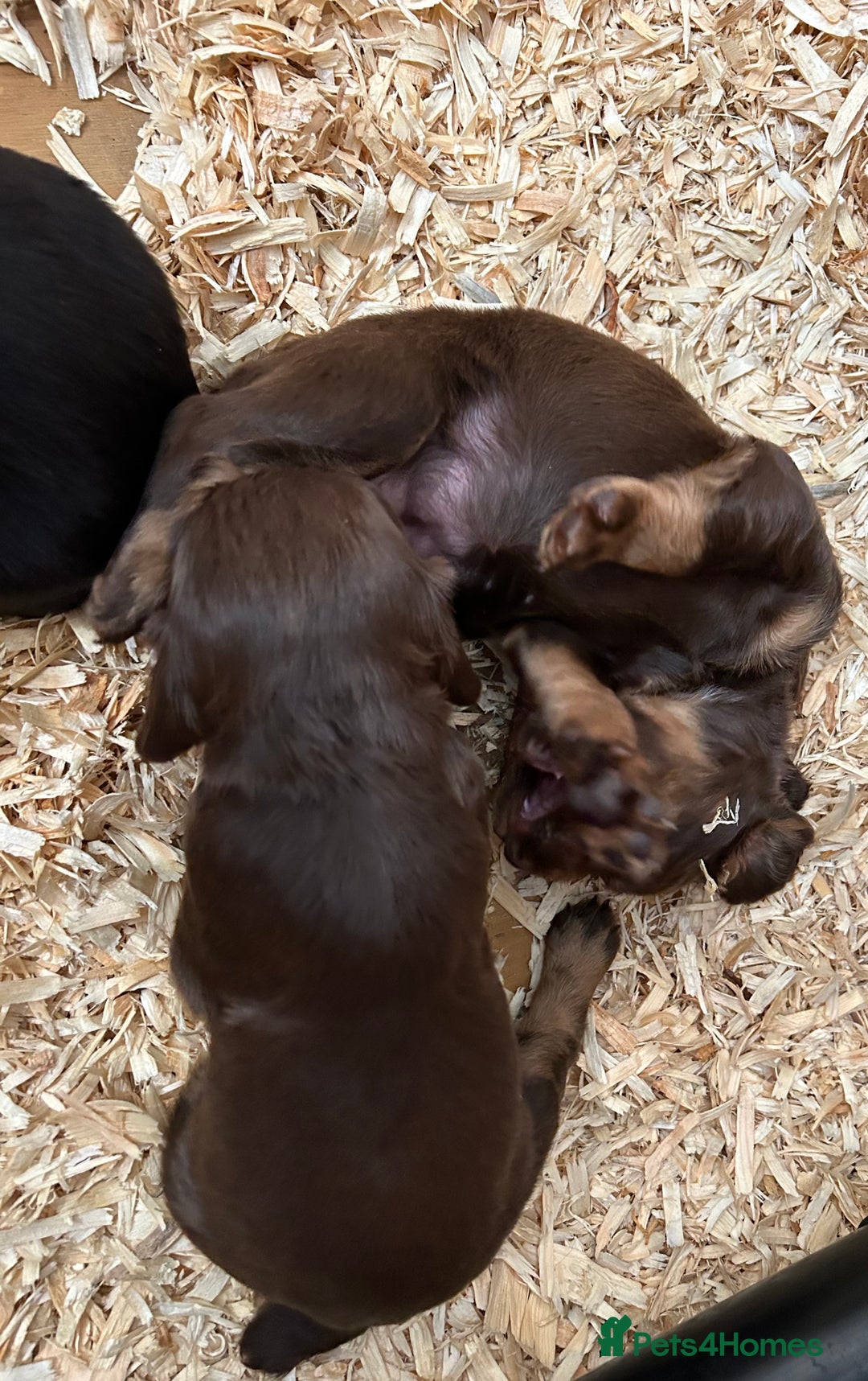 Cocker Spaniel dogs for sale: KC Reg Docked Working Cocker Spaniel puppies - Image 7