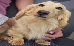 Miniature Dachshund dogs for sale: Ready to leave Miniature dachshunds - Image 12