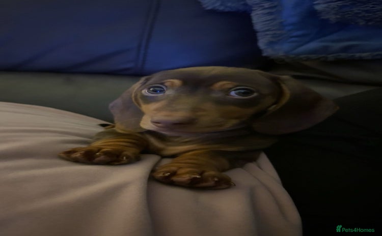 Miniature Dachshund dogs - Advert 11