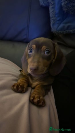 Miniature Dachshund dogs - Advert 1