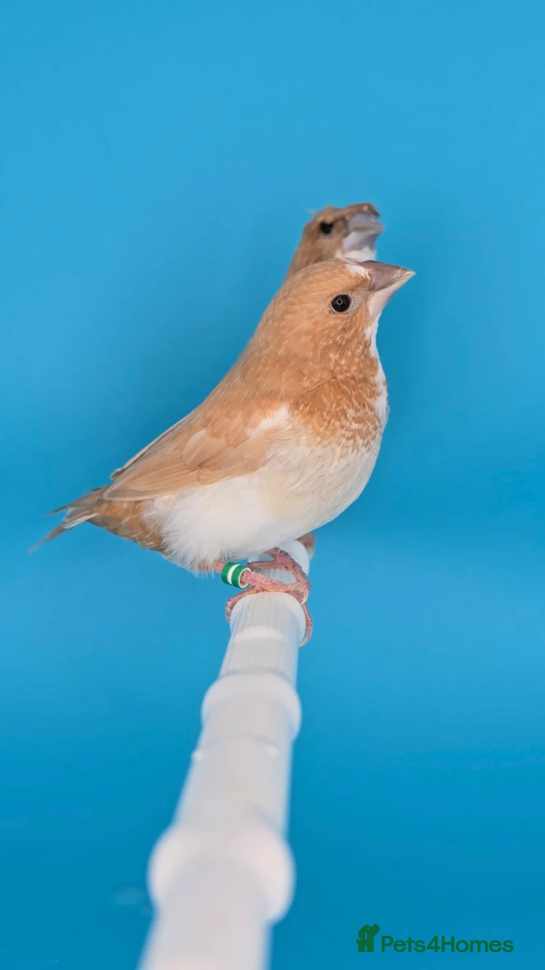 Finches birds for sale: Bengalese finches  - Advert 12