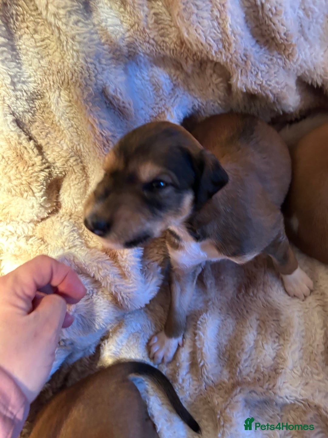 Mixed Breed dogs for sale: Saluki/bull grey hounds - Advert 9