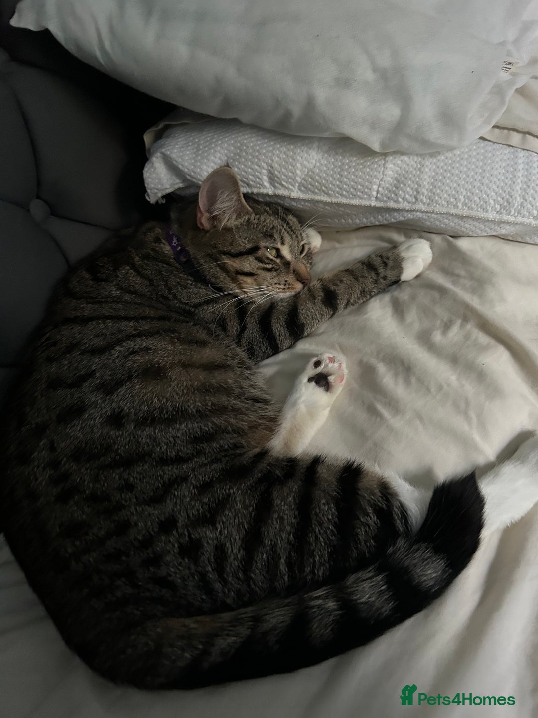 Mixed Breed cats for sale: 6 beautiful kittens ready too go  - Advert 4