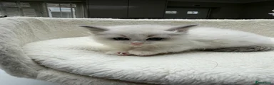 Ragdoll Kitten 2