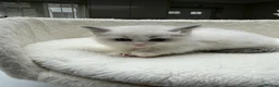 Ragdoll cats for sale: Beautiful Ragdoll Kittens – 3 Females & 2 Males - Advert 9