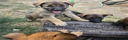 Mixed Breed dogs for sale: Belgium shepherd puppies  - Advert 13