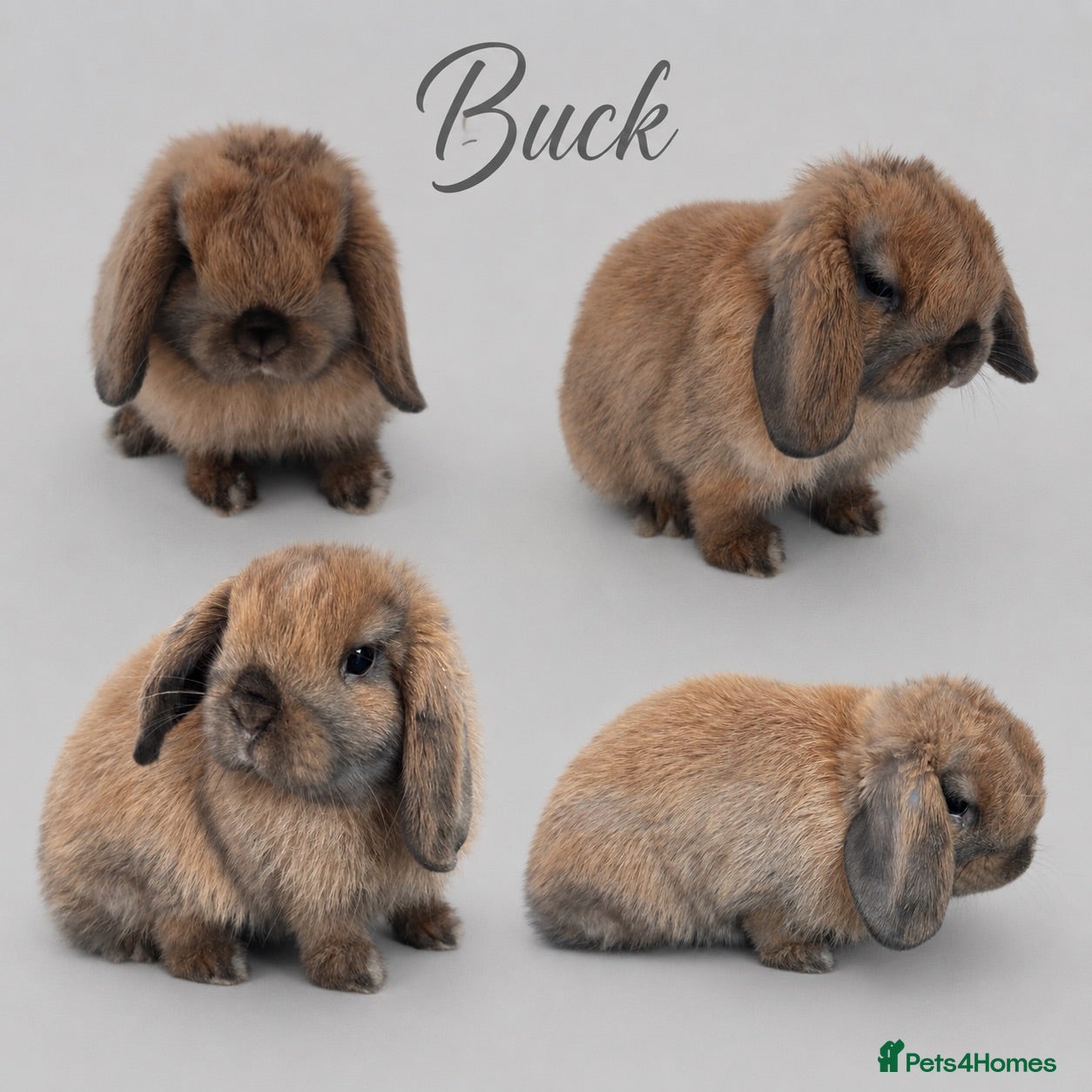 Mini Lop rabbits 10 week old Chocolate point buck  - Advert 15