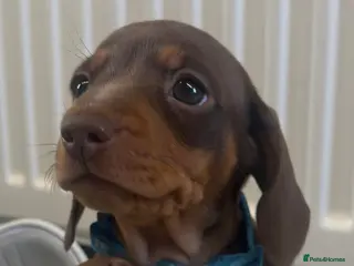 Miniature Dachshund dogs Minature dashound pups - Advert 4