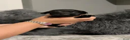 Cockerdor dogs for sale: Gorgeous cockerdor puppies  - Advert 9
