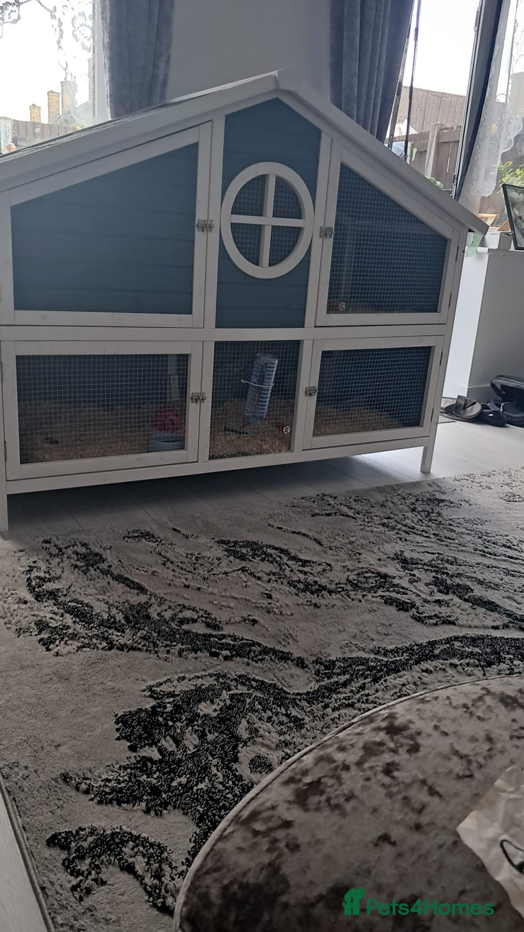 Netherland Dwarf rabbits for sale: 1 male (neutered) 1 female Netherland dwarf rabbit - Advert 3