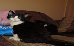 Mixed Breed cats for sale: Two kitten for sale - Image 2