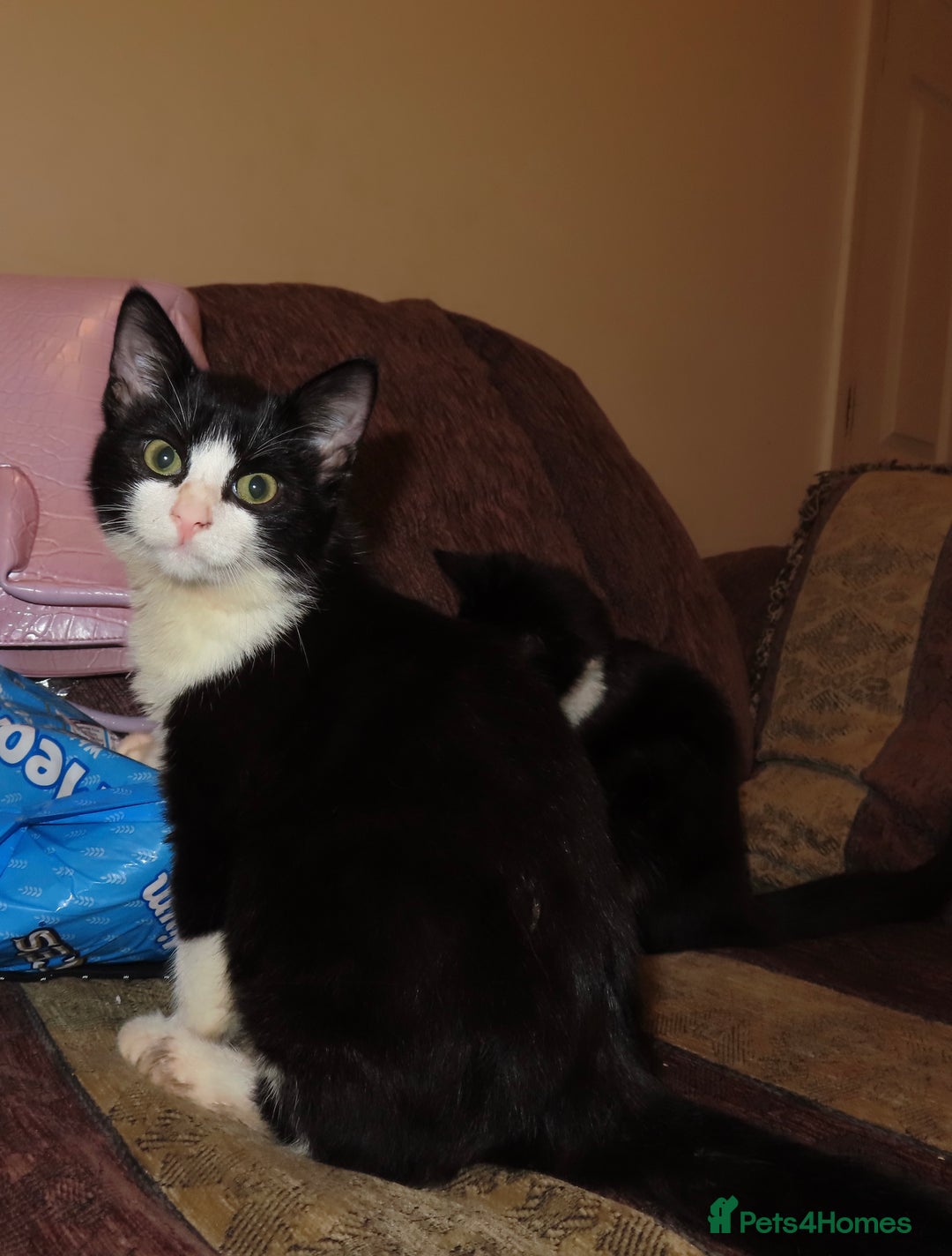 Mixed Breed cats for sale: Two kitten for sale - Image 2