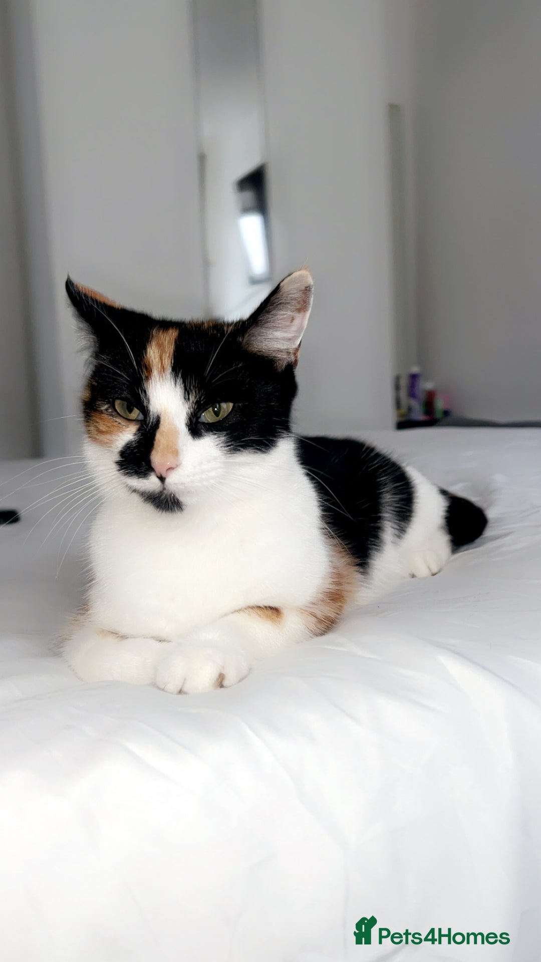 British Shorthair cats for sale: 3 Beautiful kittens left  - Advert 6