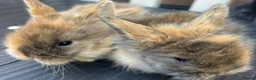 Lionhead rabbits for sale: Double maned lionhead babys - Advert 4