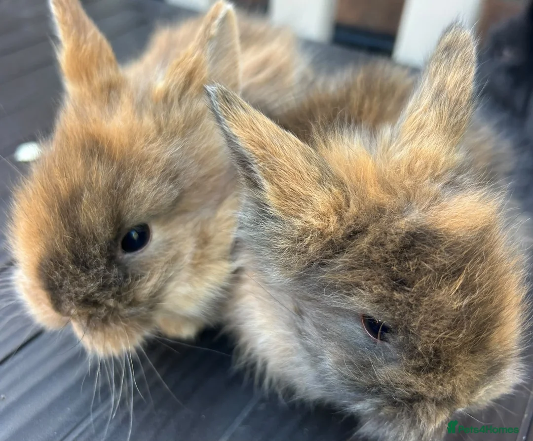 Lionhead rabbits for sale: Double maned lionhead babys - Advert 4