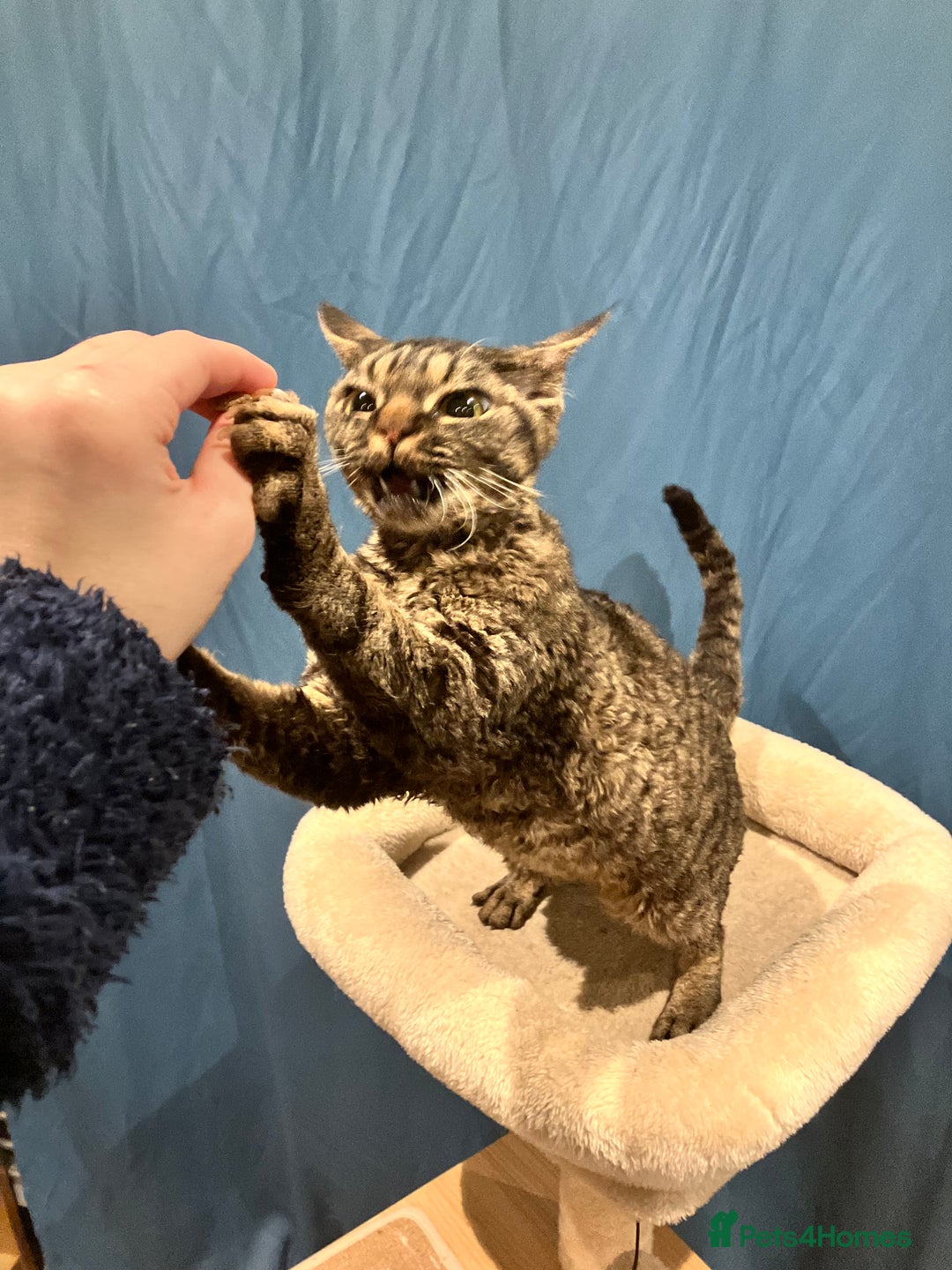 Devon Rex cats for sale: GCCF registered - Devon Rex Kittens - Advert 7