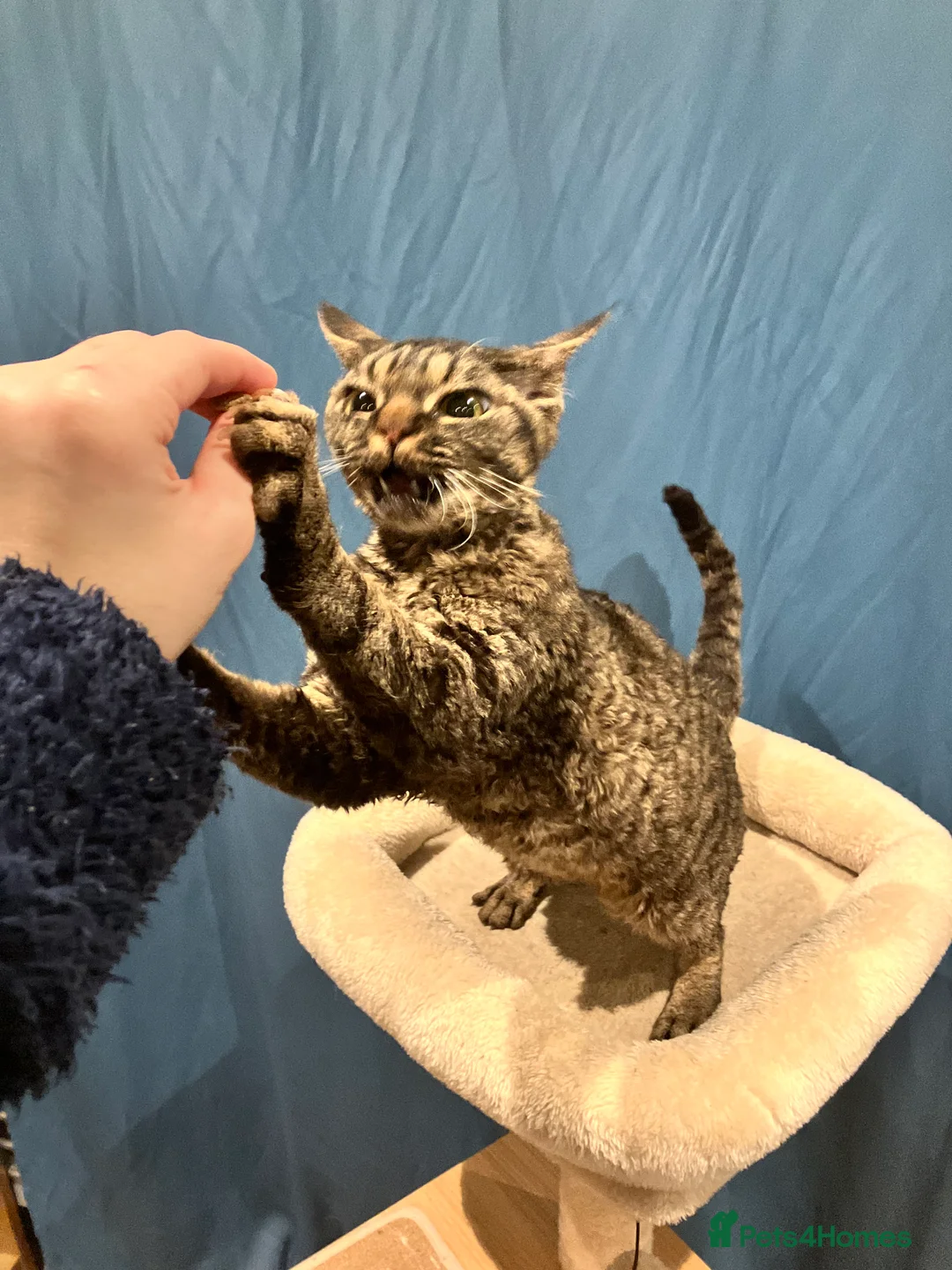 Devon Rex cats for sale: GCCF registered - Devon Rex Kittens - Advert 7