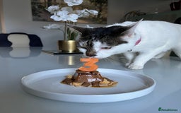 Mixed Breed cats for sale: My Myla - Image 10