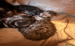 Bengal cats for sale: 5 bengal kittens  - Image 11
