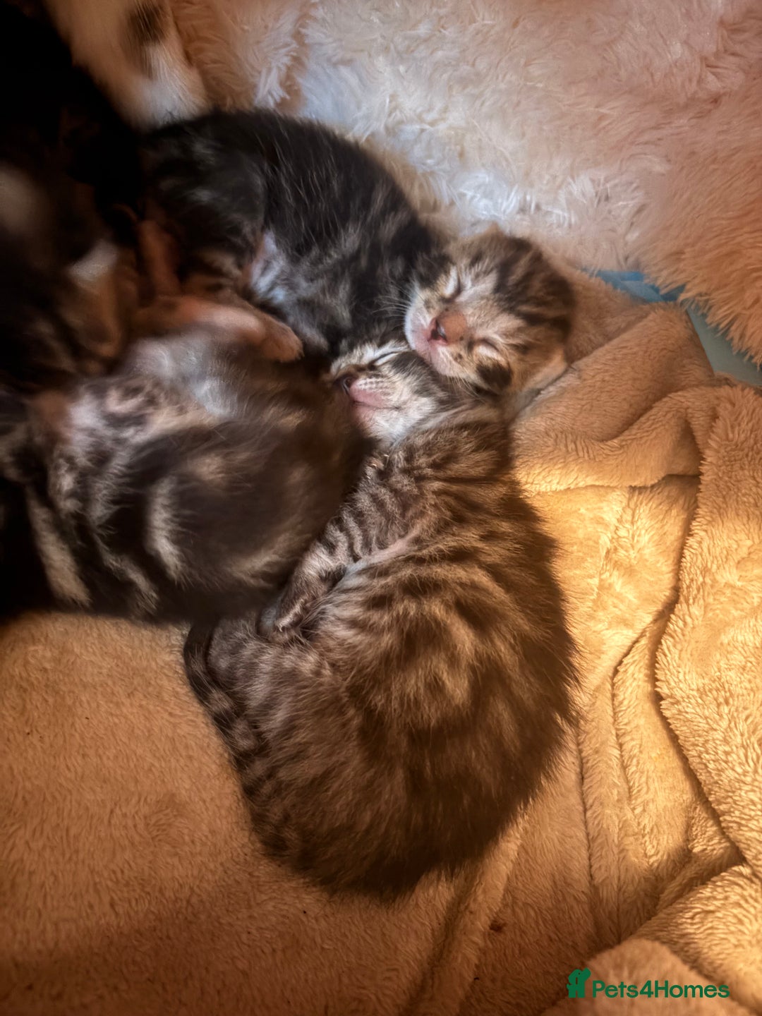 Bengal cats for sale: 5 bengal kittens  - Image 11