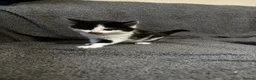 Mixed Breed cats for sale: 3 Gorgeous kittens black and white.  - Advert 4