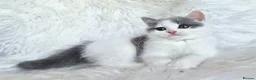 British Shorthair cats for sale: Gorgeous loving purr machines  - Advert 6
