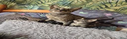 Savannah cats for sale: F3 savannah kittens - Advert 6