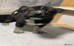 Akita dogs for sale: Akita puppies  - Image 2