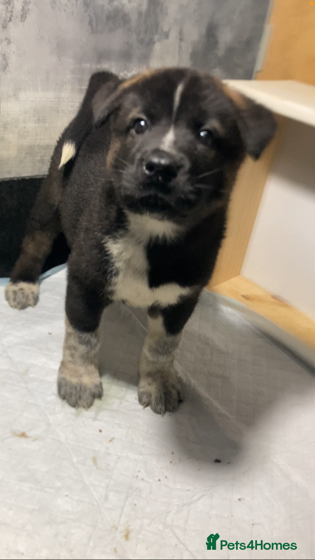 Akita dogs for sale: Akita puppies  - Image 2