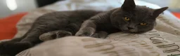 British Shorthair cats for stud: Aris – Handsome Blue Male Available for Stud - Advert 1