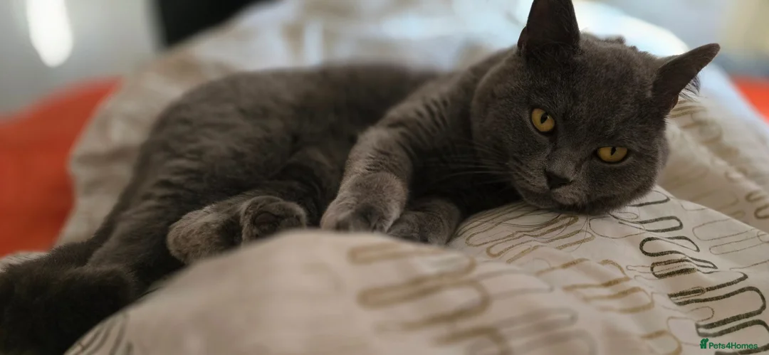 British Shorthair cats for stud: Aris – Handsome Blue Male Available for Stud - Advert 1