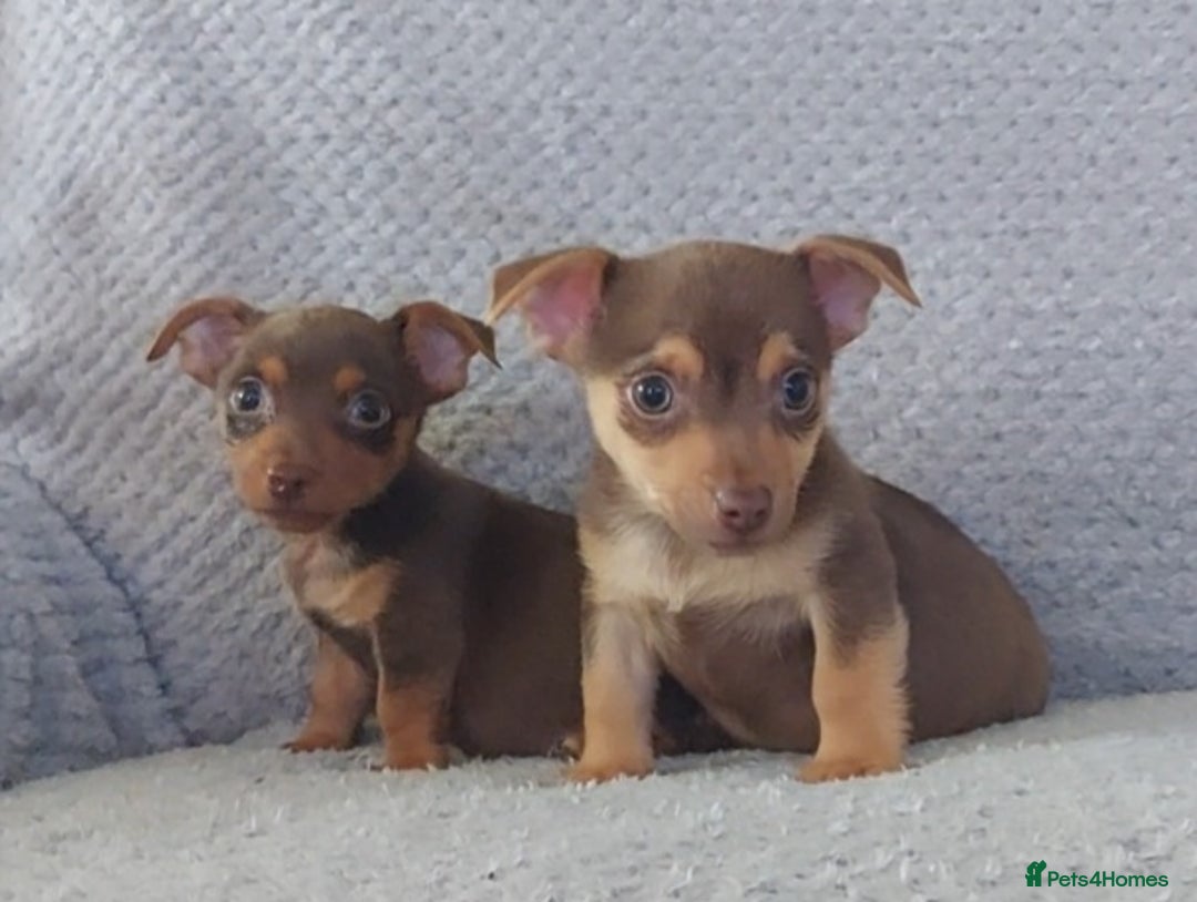 Jack Russell dogs for sale: Miniature jack Russell pups - Image 18