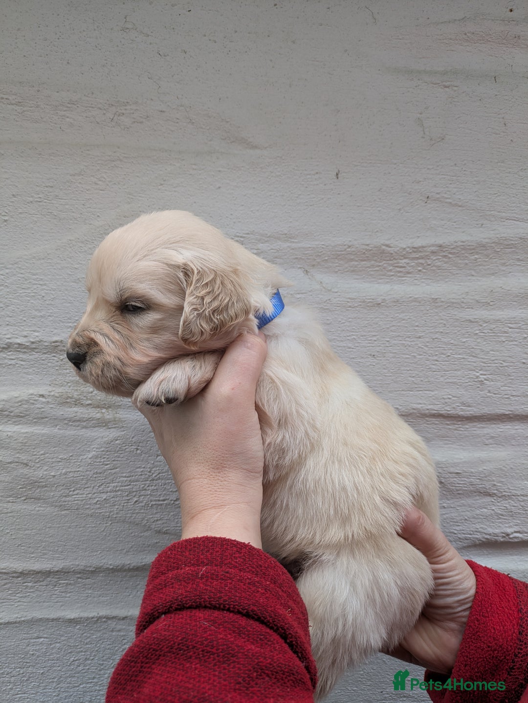 Golden Retriever dogs for sale: KC Top quality golden retrievers - Advert 5